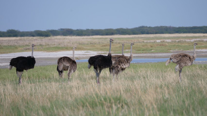 Naklejka na ściany i meble Group of ostrich standing near a lake