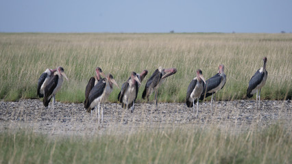 Group of Marabou storks