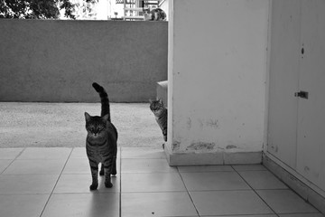 Three street, not domestic cats walk on the street in front of the front door. In the center, the cat looks directly into the frame. Black and white composition. Israel. Horizontal view. Side view.