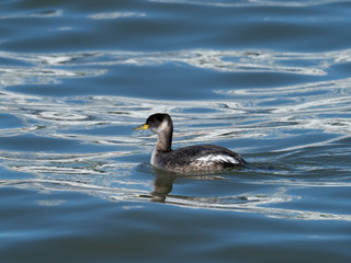 海で泳ぐアカエリカイツブリ