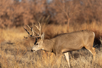 Buck Mule Deer in Fall in Colorado