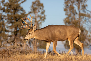 Buck Mule Deer in Fall in Colorado