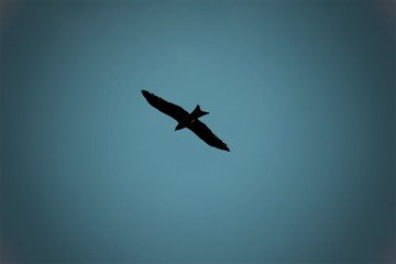 Fototapeta premium airplane flying in the sky