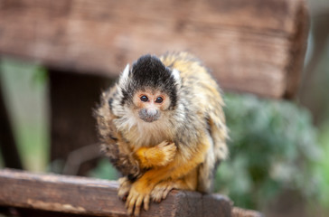 Squirrel monkey, Saimiri oerstedii, sitting on the bench