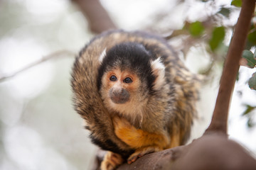 Close up portrait of Squirrel monkey, Saimiri oerstedii, sitting on the tree trunk