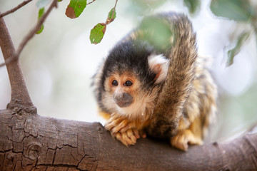 Close up portrait of Squirrel monkey, Saimiri oerstedii, sitting on the tree trunk