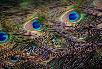 Pattern of multi colored bright feathers of a peacock tail, background