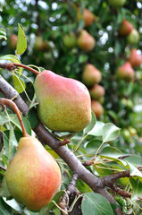 closeup of growing pears on a tree in the orchard