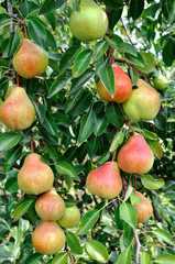 ripe pears on a tree in the orchard