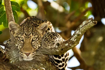 Türaufkleber Leopard Leopard auf Baum, Leopardenporträt in der Wildnis Afrikas