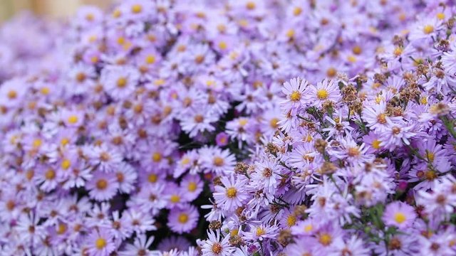 Colorful lilac aster alpinus flowers growing and blooming on a autumn cloudy day, bees and butterflies flying around. Beatiful video floral background.