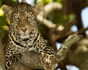  leopard on tree, leopard portrait in the wilderness of Africa