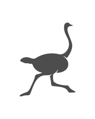 Ostrich logo vector, Animal graphic, Ostrich design Template illustration