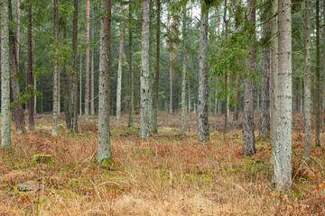 Forrest - Forest Knyszyn (Poland) - Taiga forest