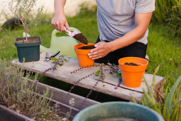 Young man putting potted soil - Hispanic man with gardening tools taking care and working in his aromatic herb garden - gardener preparing land for planting.
