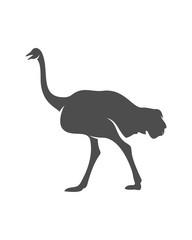 Ostrich logo vector, Animal graphic, Ostrich design Template illustration