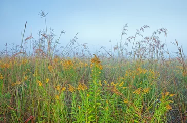 Foto op Plexiglas Landscape at dawn of tall grass prairie with goldenrod, Michigan, USA © Dean Pennala