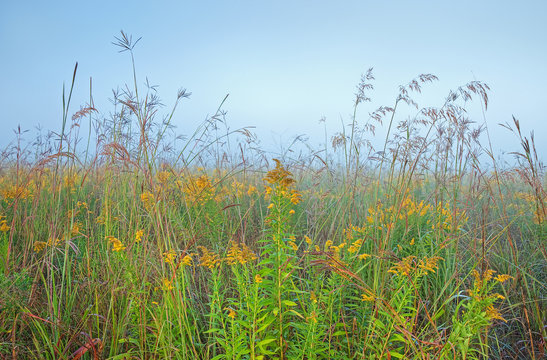 Landscape At Dawn Of Tall Grass Prairie With Goldenrod, Michigan, USA