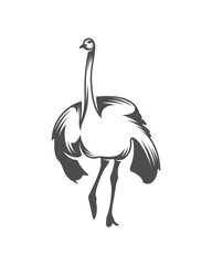 Ostrich logo vector, Animal graphic, Ostrich design Template illustration