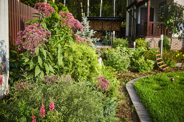 Eupatorium cannabine inflorescences of the head in the garden with landscaping and green grass.