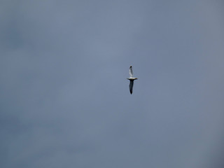 In volo