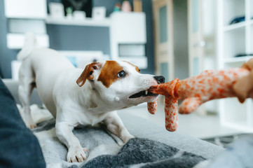 A jack russell terrier pulling on a rope toy.