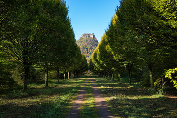 Buchen (Fagus), Allee mit Hegauvulkan Hohenkrähen, Hegau, Baden-Württemberg, Deutschland