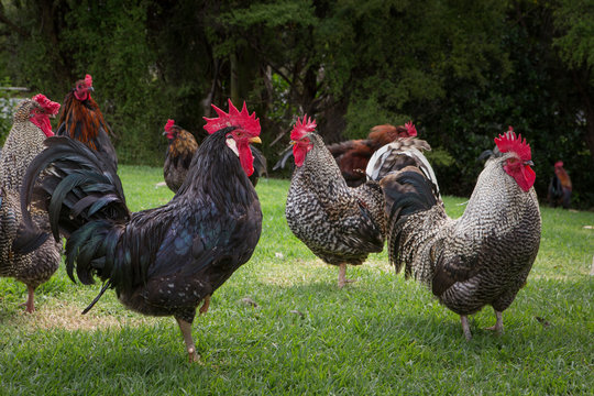 Waiheke Island Auckland New Zealand Roosters