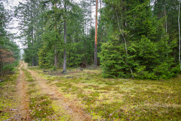 Forrest - Forest Knyszyn (Poland) - Taiga forest