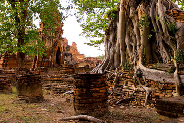 Old tree Ayutthaya Thailand 