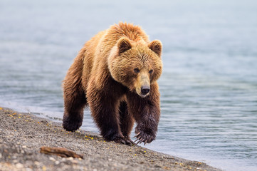 Obraz premium Ruling the landscape, brown bears of Kamchatka (Ursus arctos beringianus)