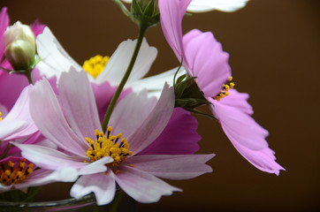 Beatiful Cosmos flowers lilac colors