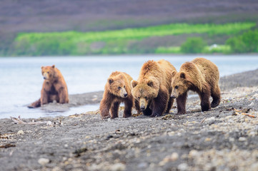 Obraz premium Ruling the landscape, brown bears of Kamchatka (Ursus arctos beringianus)