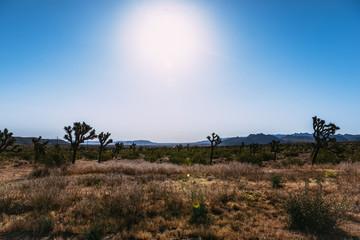 Fototapeta na wymiar The landscape of national park Joshua Tree, USA. Joshua Tree or Yucca Brevifolia on the photo.