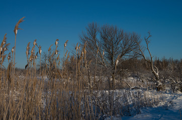 Winter, morning, dawn, trees, branch, snow, sunny, light, close-up, blue sky, forest.