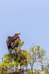 Africans vultures in a treetop