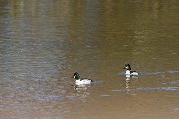 Goldeneye swimming in lake