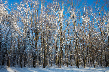 Winter, morning, dawn, trees, branch, snow, sunny, light, close-up, blue sky, forest.