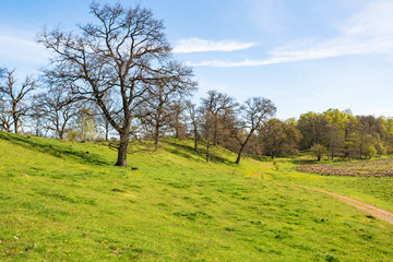 Obraz premium Oak trees on a ridge in the spring landscape