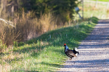 Black grouse standing on the road in the woods
