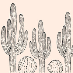 cactus hand drawn vector illustration