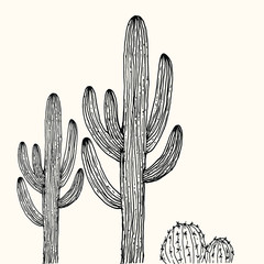 cactus in the desert