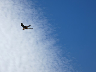 In volo