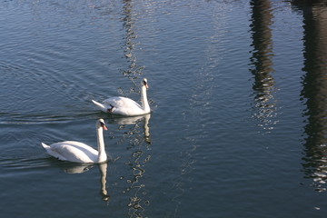 Cisnes en Ortigueira