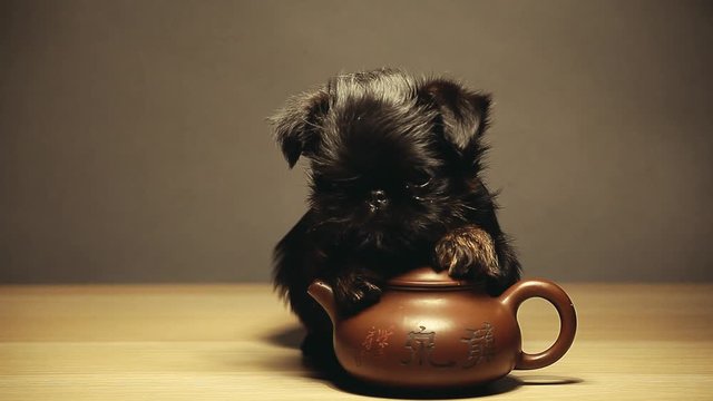 black puppy teapot wooden table hd footage 