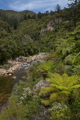 Fototapeta na wymiar Karangahake gorge New Zealand. Forest and Ohinemuri River