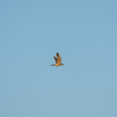 The Eurasian hobby (Falco subbuteo), or just simply hobby, is a small, slim falcon. The Eurasian hobby (Falco subbuteo) in flight on blue sky background. 