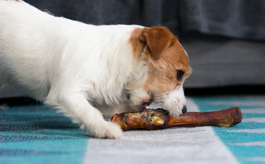 The puppy eats a bone. Dog Jack Russell Terrier.