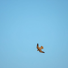 The Eurasian hobby (Falco subbuteo), or just simply hobby, is a small, slim falcon. The Eurasian hobby (Falco subbuteo) in flight on blue sky background. 