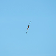 The Eurasian hobby (Falco subbuteo), or just simply hobby, is a small, slim falcon. The Eurasian hobby (Falco subbuteo) in flight on blue sky background. 